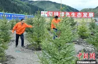 探访久马高速原生态植被恢复试验基地：草甸回植助青藏高原生态保护