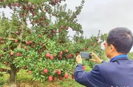 甘肃天水全产业链塑“花牛苹果”品牌 色形味诱人引客基地直采