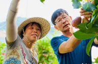 福建永定：莲雾飘香 果农采摘忙