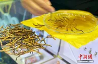 青海省冬虫夏草一季度出口同比增长13.6倍