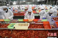 江西小龙虾养殖面积249万亩 综合产值达300亿元