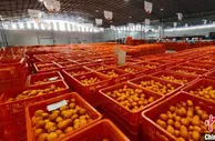 广西砂糖橘走俏年货市场 今年产量预计约685万吨
