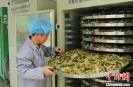 “中国白茶之乡”福建福鼎：念好“茶经”唱“山歌”