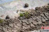 新疆生产建设兵团棉花全面开播 机械化作业场面壮观