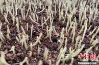 浙江春播种子供种达90% 价格较去年略涨