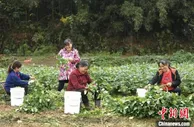 传统毛豆变“金豆” 湖南浏阳做活产业链振兴乡村