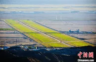 柴达木戈壁“帐篷城”的绿色“守护神”