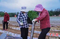 辣椒产业从零到九万亩 山西屯留真金白银助农业高质量发展