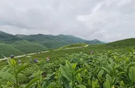 贵州思南：“新茶勃发”助力乡村振兴