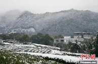 杭州迎雨雪 专家称利于西湖龙井品质提升