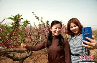 “以株成林”青海东部门户引种“桃花源”致富