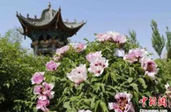 甘肃临夏“以花为媒”厚礼迎客 一步一景打造花经济