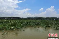 乡村振兴的湖南实践：产业兴村富农民 生态蝶变美家园