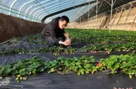 冬日里的“莓”好时光 山西潞城壮大村集体经济助民增收