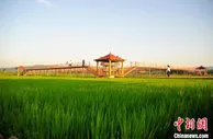 吉林黑土地“共享稻田”谱写农业新曲