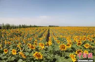 中国古郡五原：一粒葵花籽的国际味道