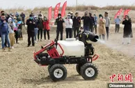 新疆两名“90后”挑战管理3000亩棉田 亩产要达300公斤以上