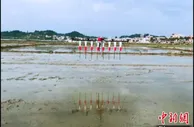 科技春耕助力粤港澳“菜篮子”增产丰收
