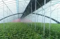 各地多措并举保障冬春蔬菜供应 做好“菜篮子”保供稳价工作