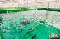 中国本地产锦鲤“夺冠”记 “游”向世界笑傲江湖