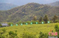 “靠山吃山” 福建山村捧出“金饭碗”