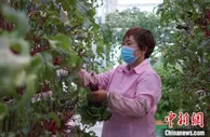 甘肃深挖寒旱区“绿色有机”特质 “变劣为优”错位发展