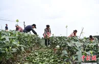 四川洪雅：万亩茶园春采忙 “黄金叶”助乡村焕新颜