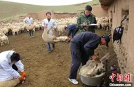 甘肃提高肉羊质量 继“洗药澡蒸桑拿”后再探育种新技术