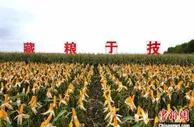 吉林西部产粮县走访见闻：丰收在望颗粒归仓
