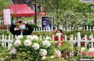菏泽国际牡丹文化旅游节开幕 48.6万亩牡丹盛放迎客