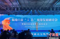 聚焦福鼎白茶  专家学者助力茶产业高质量发展