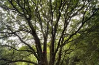 探访雷公山国家级自然保护区：万亩林海绿茫茫
