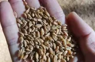 中国首次成规模进口俄罗斯小麦 667吨小麦运抵中国口岸