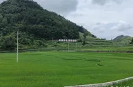 粮食产量连续十年稳定在千万吨 多山少田的贵州靠什么端稳手中“饭碗”？