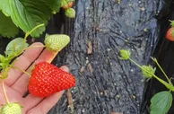受天气影响草莓价格偏高 批发商预计春节前将有所回落