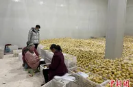 借力成渝地区双城经济圈 四川安岳小柠檬串起大产业