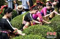 福建花茶开春采 茶园风光吸引“新茶客”