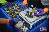 不只是蟹黄膏肥！“蟹”经济，你知道多少？