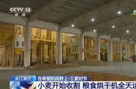 浙江海宁小麦开始收割 粮食烘干机全天运转