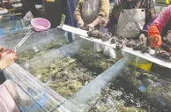 今年大闸蟹行情如何？量增价落，中等个头受欢迎