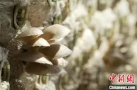 黄土高原春耕春播正当时 “小菌菇”撑起“致富伞”