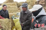 三江源头“牛博士”：“投入性”养殖造福牧民回馈草地