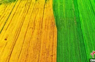 青海省粮食种植面积和产量创新高