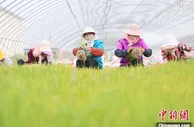 “闯世界”的甘肃“黑马”农产品再驰欧洲市场