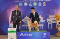 小萌宠大经济，机构预计中国宠物市场规模已突破2000亿元