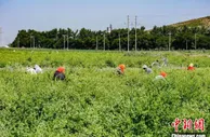 山西上党金银花开“生金银” 特色农业激活乡村产业振兴引擎