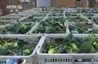 山东寿光：蔬菜产供充足 专人专车“点对点”采收
