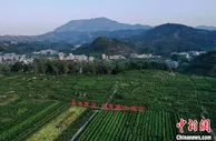 广东发展现代农业产业带动乡村振兴