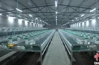 福建邵武：“门外汉”规模养兔 信心来自“科特派”