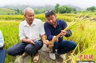 云南多年生稻“云大107”试验示范获成功